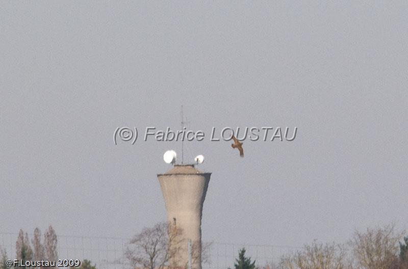 20090319-FLS_5082.jpg