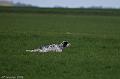 20090324-FLS_6079