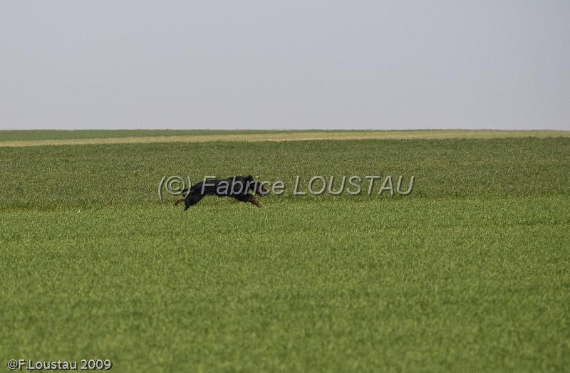 20090330-FLS_6759.jpg