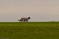 20100325-FLS_8418