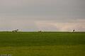 20100325-FLS_8438
