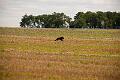 20100807-FLS_4460