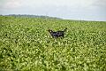 20100821-FLS_4852