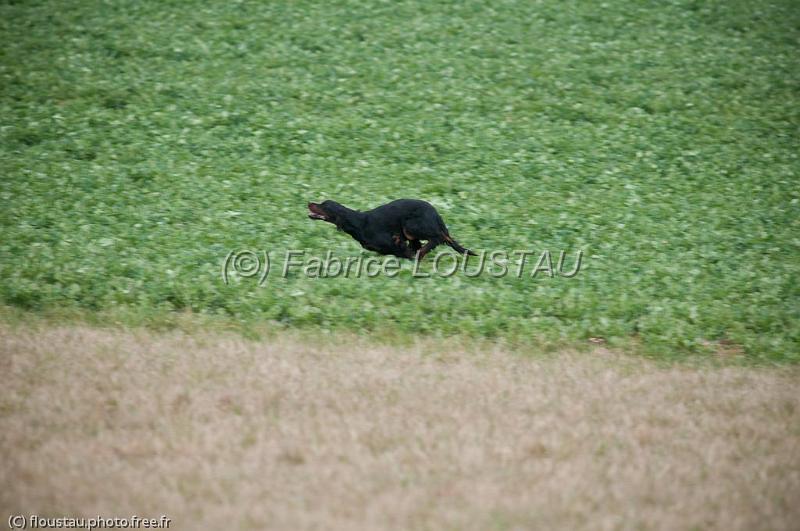 20110312-FLS_8656.jpg - Canelle du buisson au cerf
