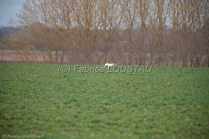 20110313-FLS_9007.jpg - Diva des landes du pech