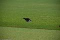 20110319-FLS_9676