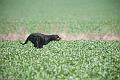 20110320-FLS_0153
