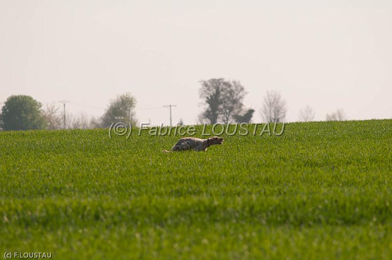 110409-FLS_2718.jpg - Angie des Forets Correziennes / Farruco
