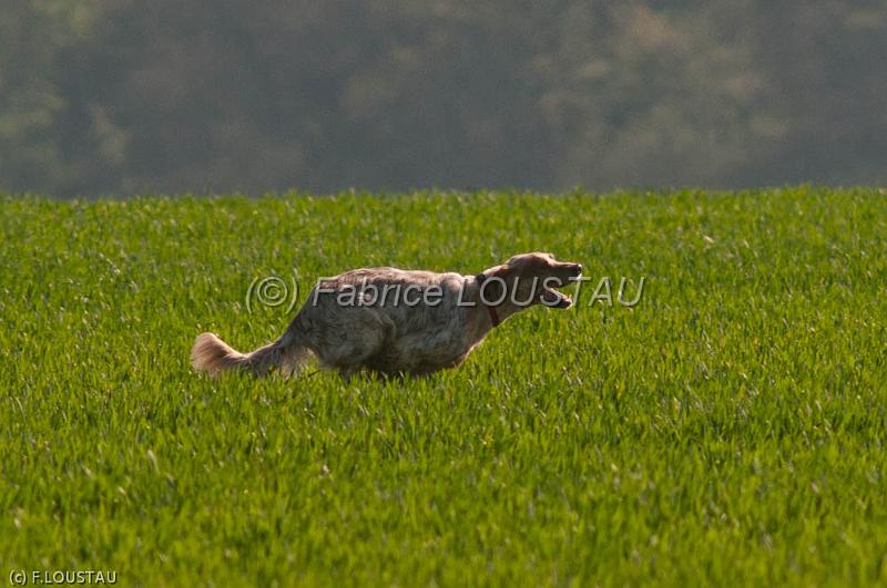 110409-FLS_2724.jpg - Angie des Forets Correziennes / Farruco