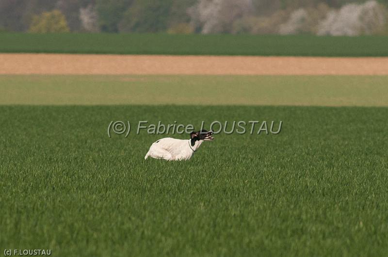 110409-FLS_3013.jpg