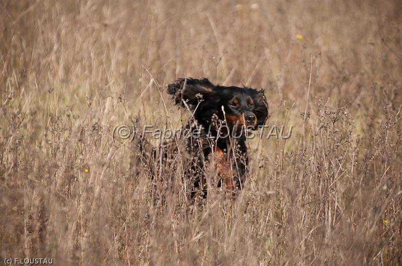 20111015-FLS_8582.jpg - Fox