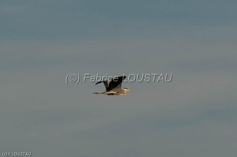110410-FLS_3123.jpg