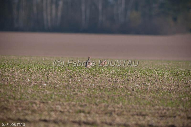 20120323-FLS_3317.jpg