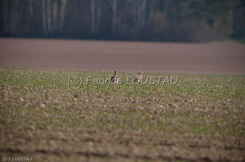20120323-FLS_3320.jpg