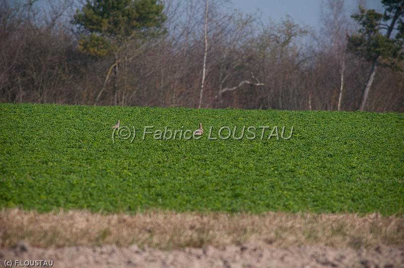 20120324-FLS_3327.jpg