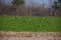 20120324-FLS_3327