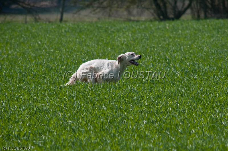 20120330-FLS_3531.jpg - CALIF DE LA CHENAIE DE CORBAT