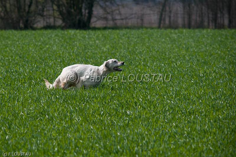 20120330-FLS_3533.jpg - CALIF DE LA CHENAIE DE CORBAT