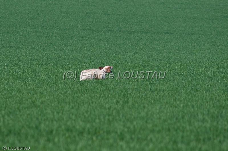 20120330-FLS_3614.jpg - FIELD DU VAL CLAIR