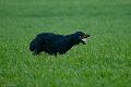 20120405-FLS_4072