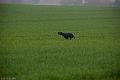 20120405-FLS_4194