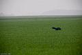 20120405-FLS_4200