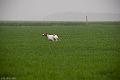 20120405-FLS_4231
