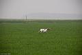 20120405-FLS_4244