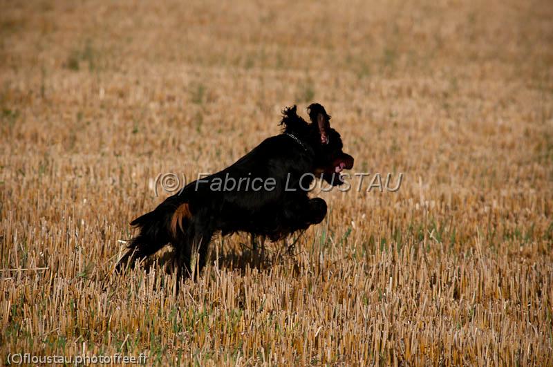 20120729-FLS_5124.jpg - Elmer du clos de la Capitainerie