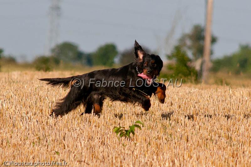 20120729-FLS_5127.jpg - Elmer du clos de la Capitainerie