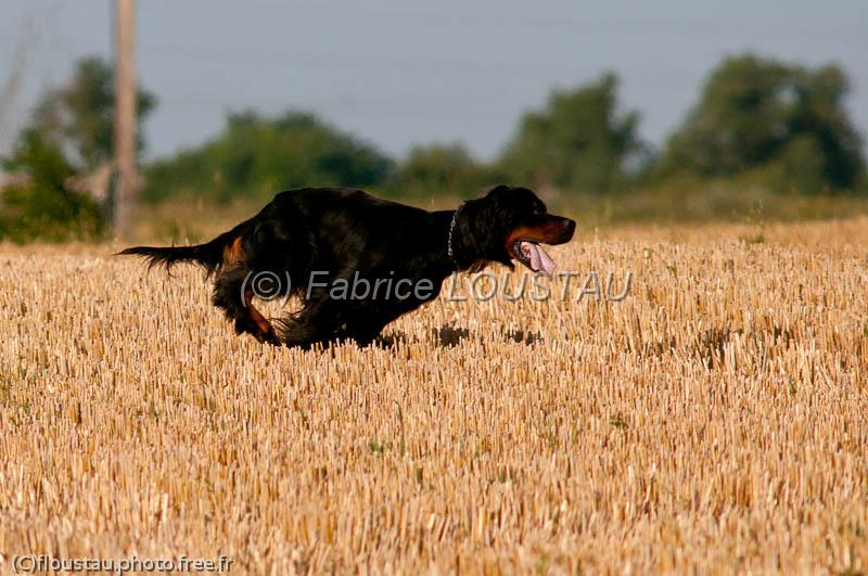 20120729-FLS_5129.jpg - Elmer du clos de la Capitainerie