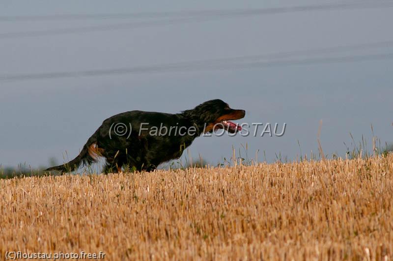 20120729-FLS_5147.jpg - Elmer du clos de la Capitainerie