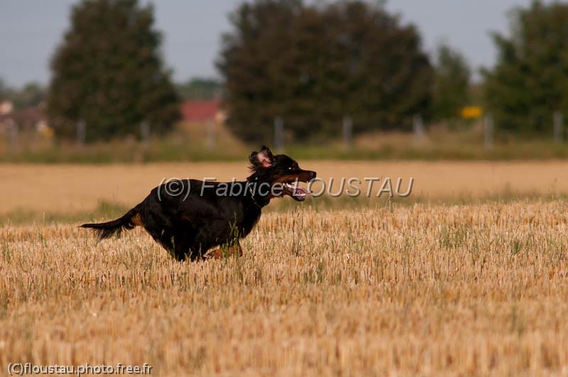 20120729-FLS_5171.jpg - Elmer du clos de la Capitainerie