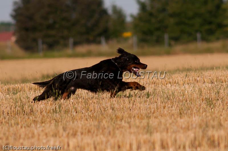 20120729-FLS_5172.jpg - Elmer du clos de la Capitainerie