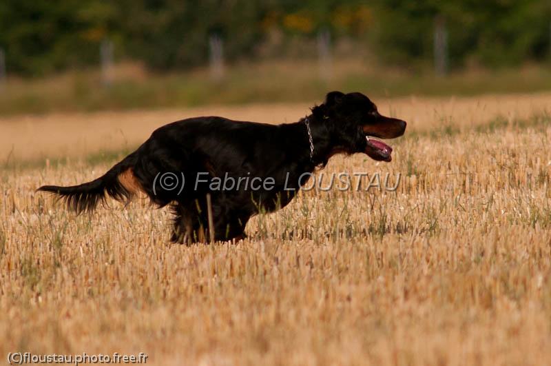 20120729-FLS_5174.jpg - Elmer du clos de la Capitainerie
