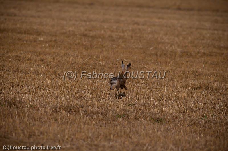20120729-FLS_5245.jpg