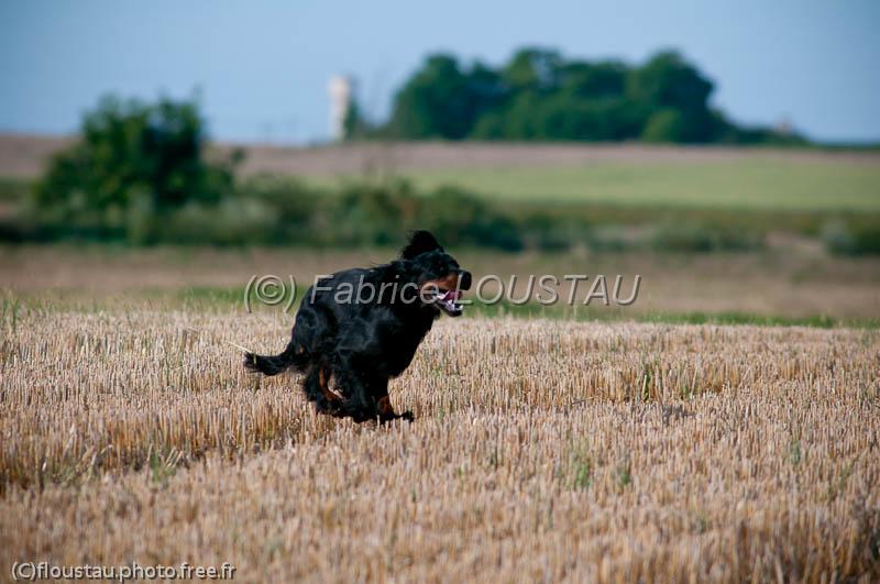 20120729-FLS_5292.jpg - Garfield