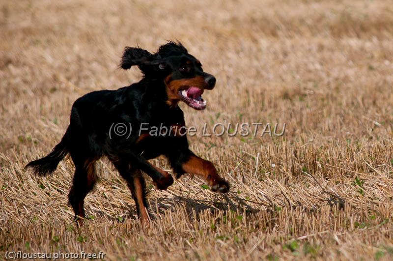 20120729-FLS_5386.jpg - Guiness