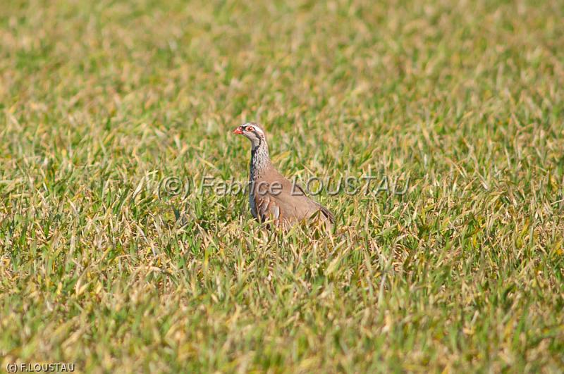 20120225-FLS_2035.jpg