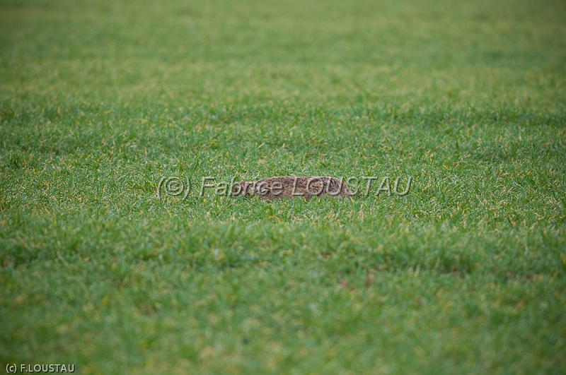 20120311-FLS_2856.jpg
