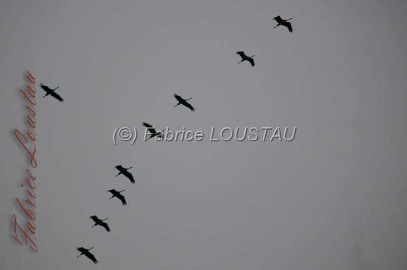 20130307-FLS_7755.jpg