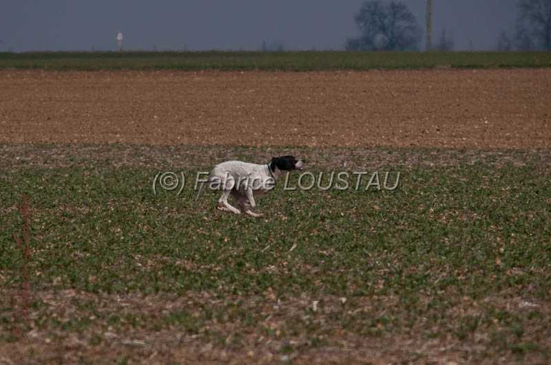 20130331-FLS_0050.jpg - Galice des buveurs d'air