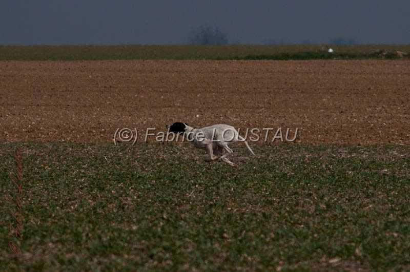 20130331-FLS_0064.jpg - Galice des buveurs d'air