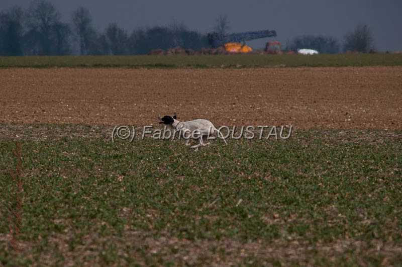 20130331-FLS_0069.jpg - Galice des buveurs d'air
