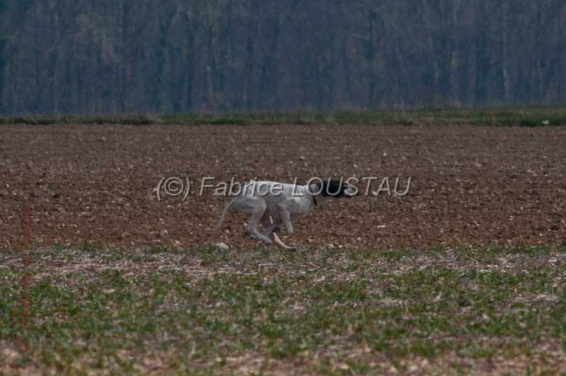 20130331-FLS_0077.jpg - Galice des buveurs d'air