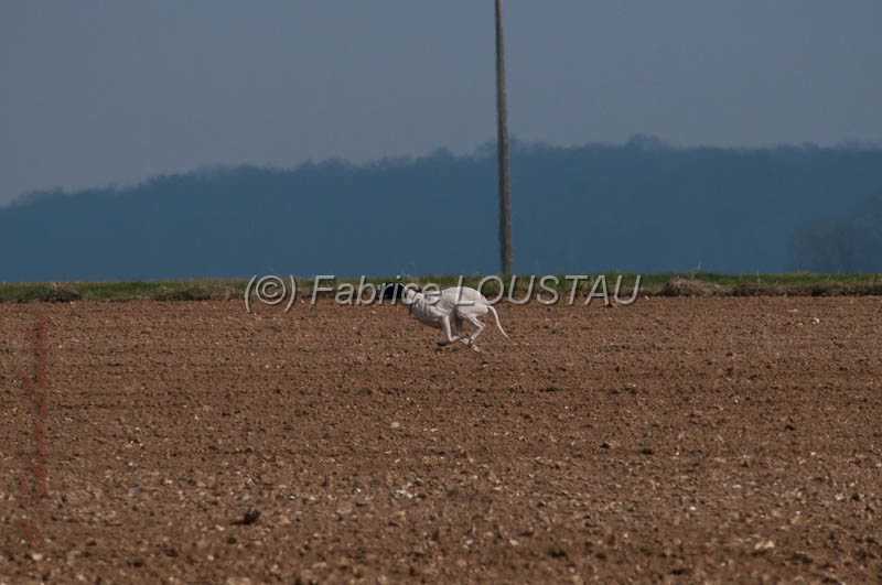 20130331-FLS_0094.jpg - Galice des buveurs d'air