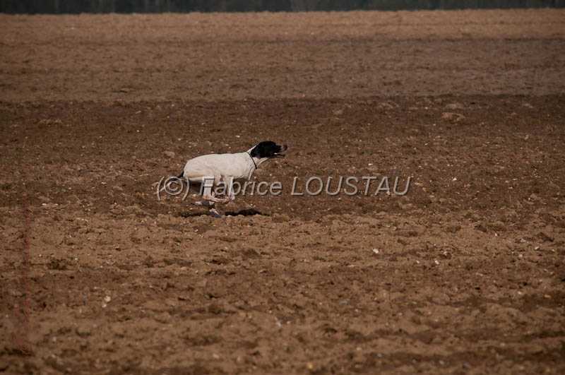 20130331-FLS_0107.jpg - Fael du ruisseau des estelles