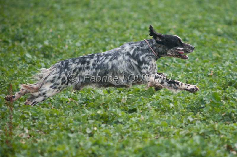 20130405-FLS_0474.jpg - ZAPATA DI VAL DI CHIANA