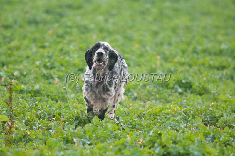 20130405-FLS_0484.jpg - ZAPATA DI VAL DI CHIANA