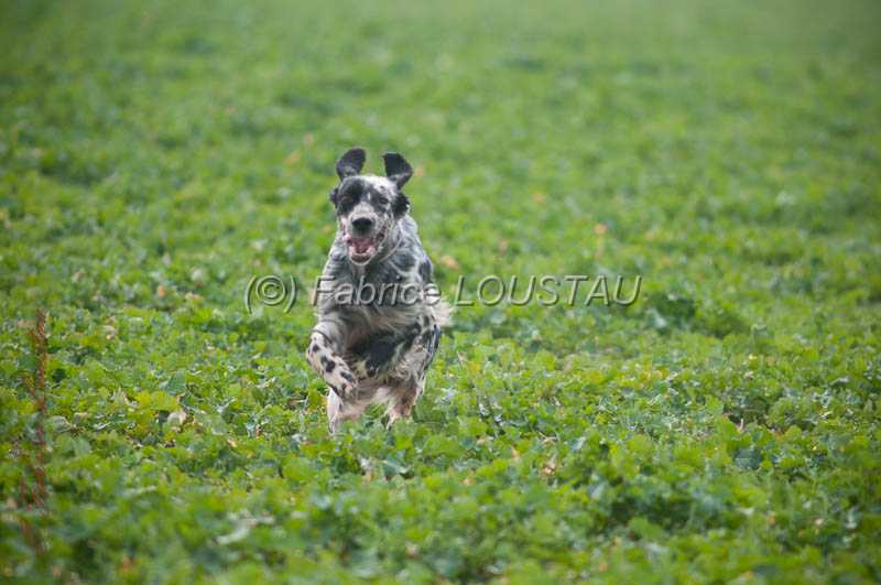 20130405-FLS_0485.jpg - ZAPATA DI VAL DI CHIANA